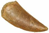 Raptor Tooth - Real Dinosaur Tooth #371465-1